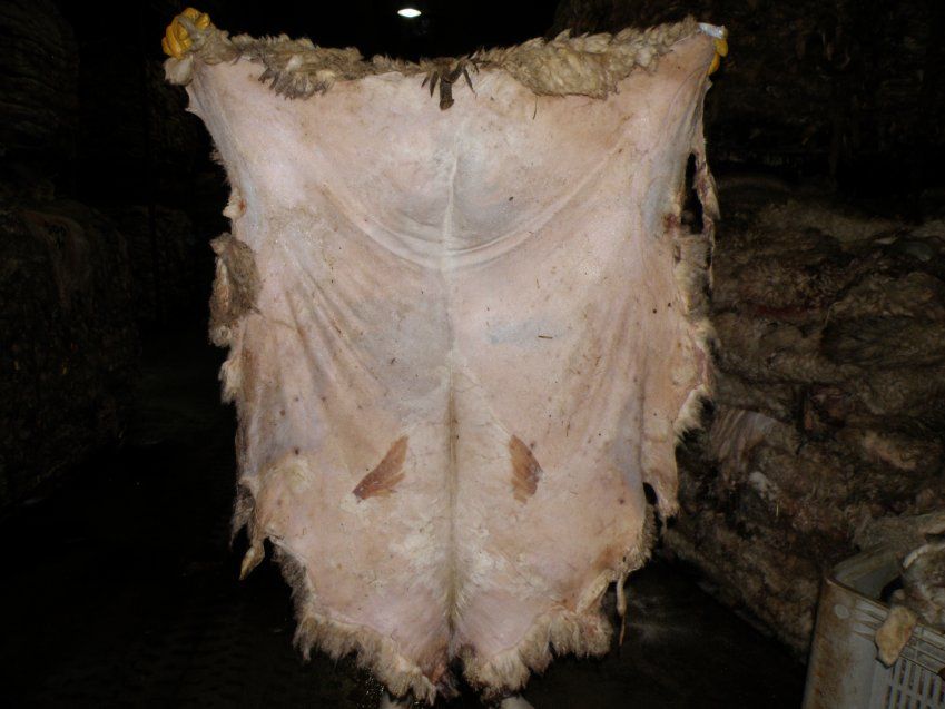 Oveja Entrefina Salada / Wet Salted Sheepskins Entrefina